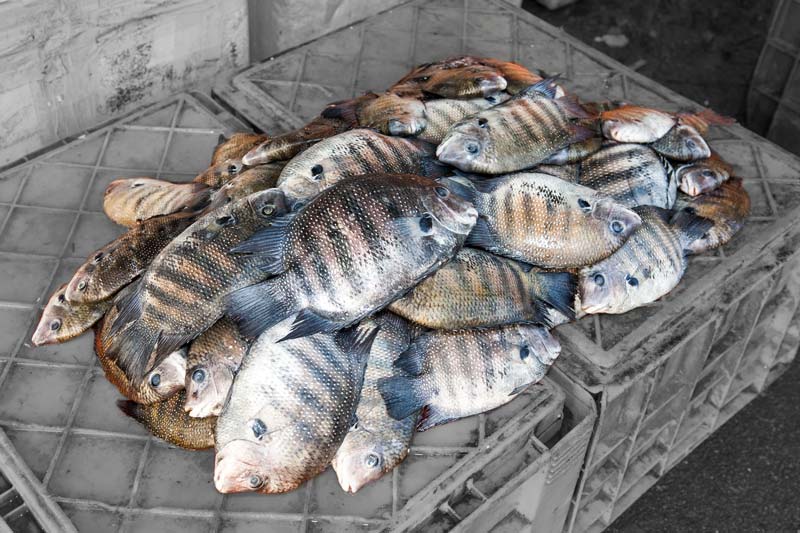 A fresh catch of Karimeen fish from Vembanad Lake in Alappuzha district, Kerala